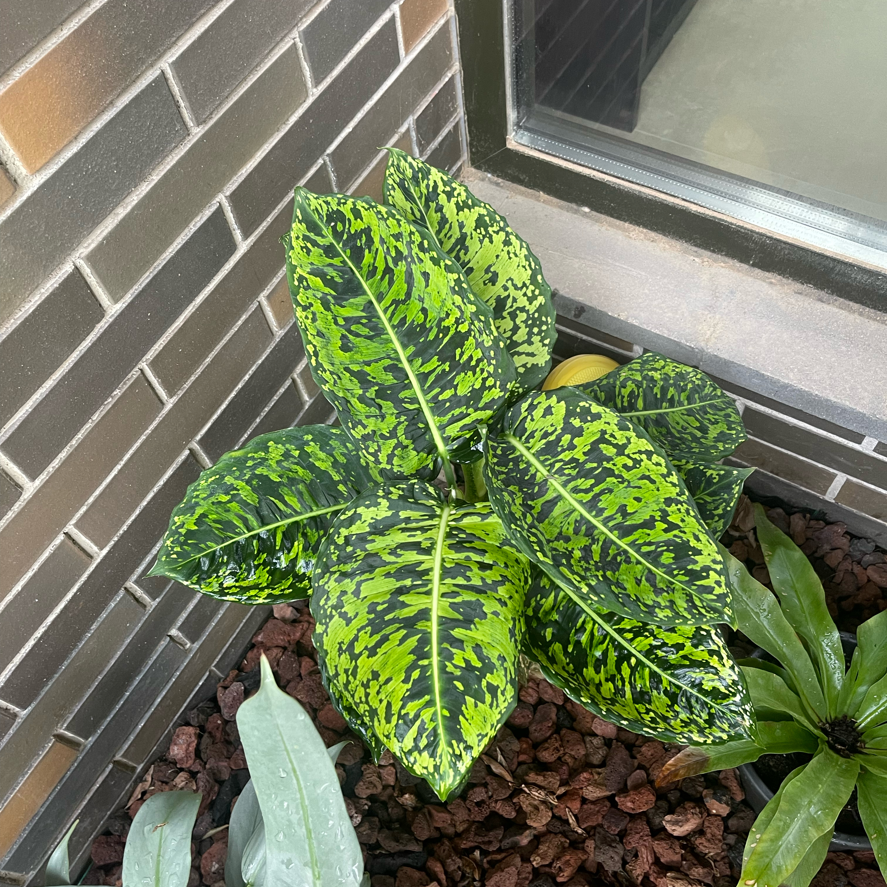Dumb Cane 'Reflector' plant with vibrant green and yellow variegated leaves in a corner with visible soil.