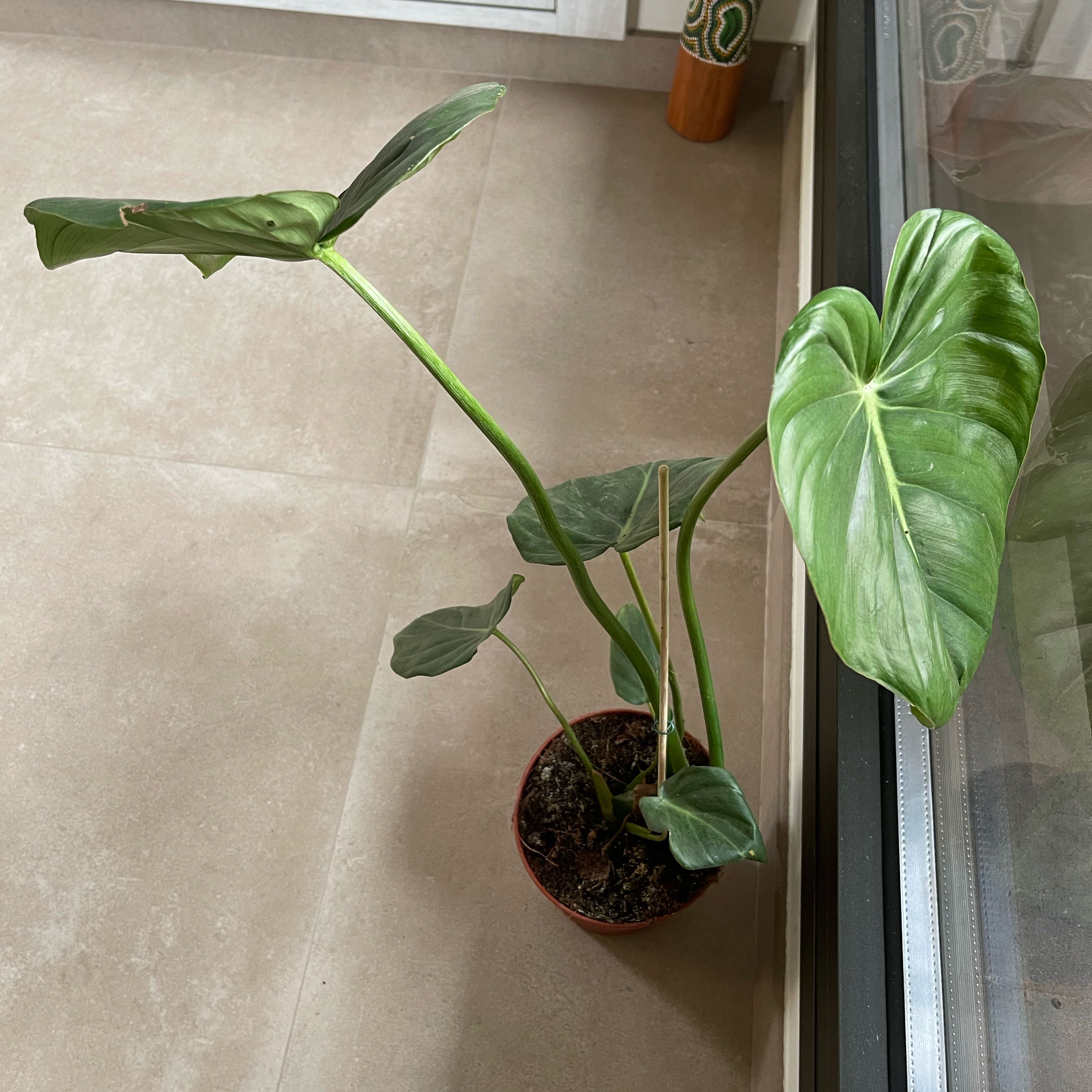 Philodendron Pastazanum plant in a pot with large, green leaves.