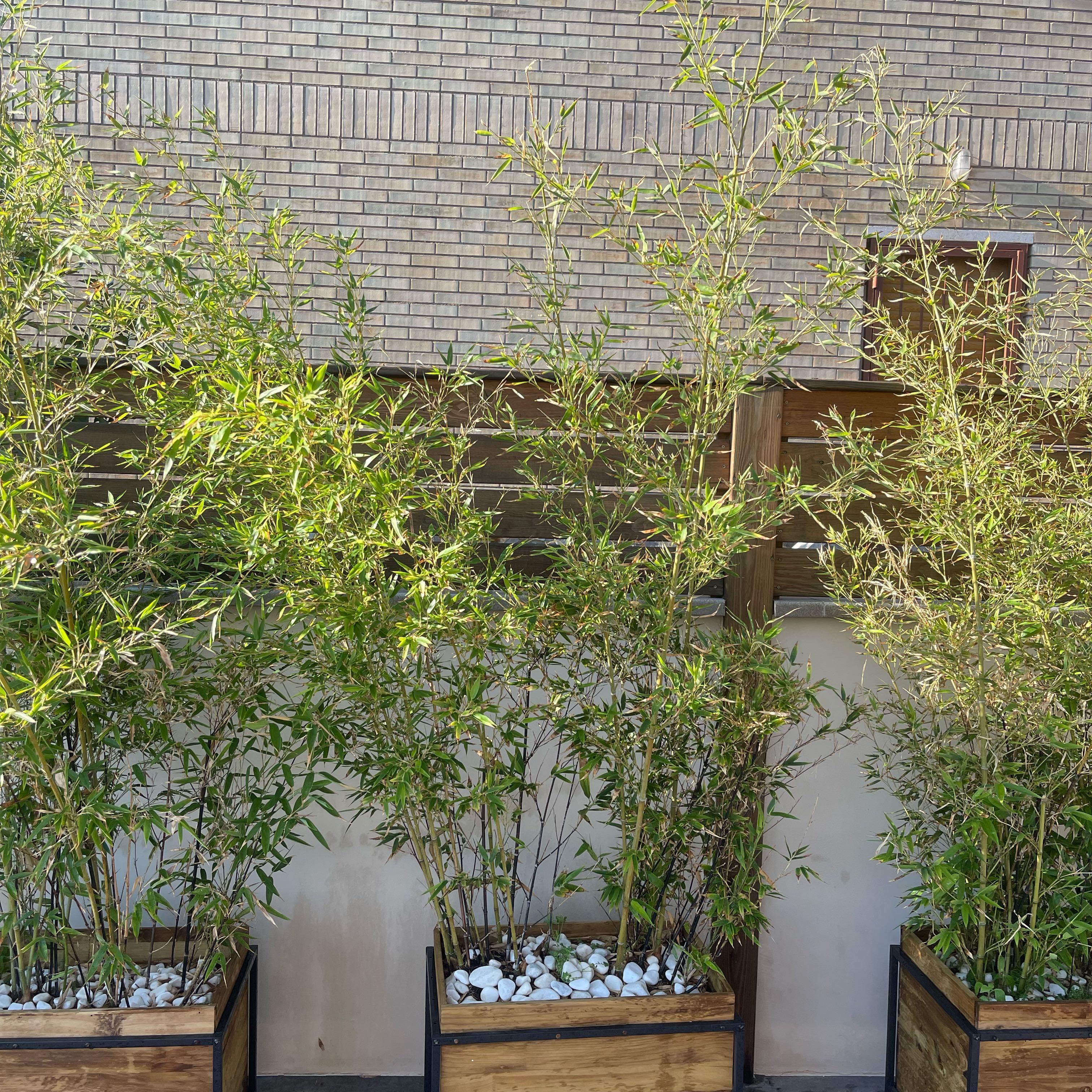 Photo of the plant species Black Bamboo by @SuaveCanadalily named Rainier on Greg, the plant care app