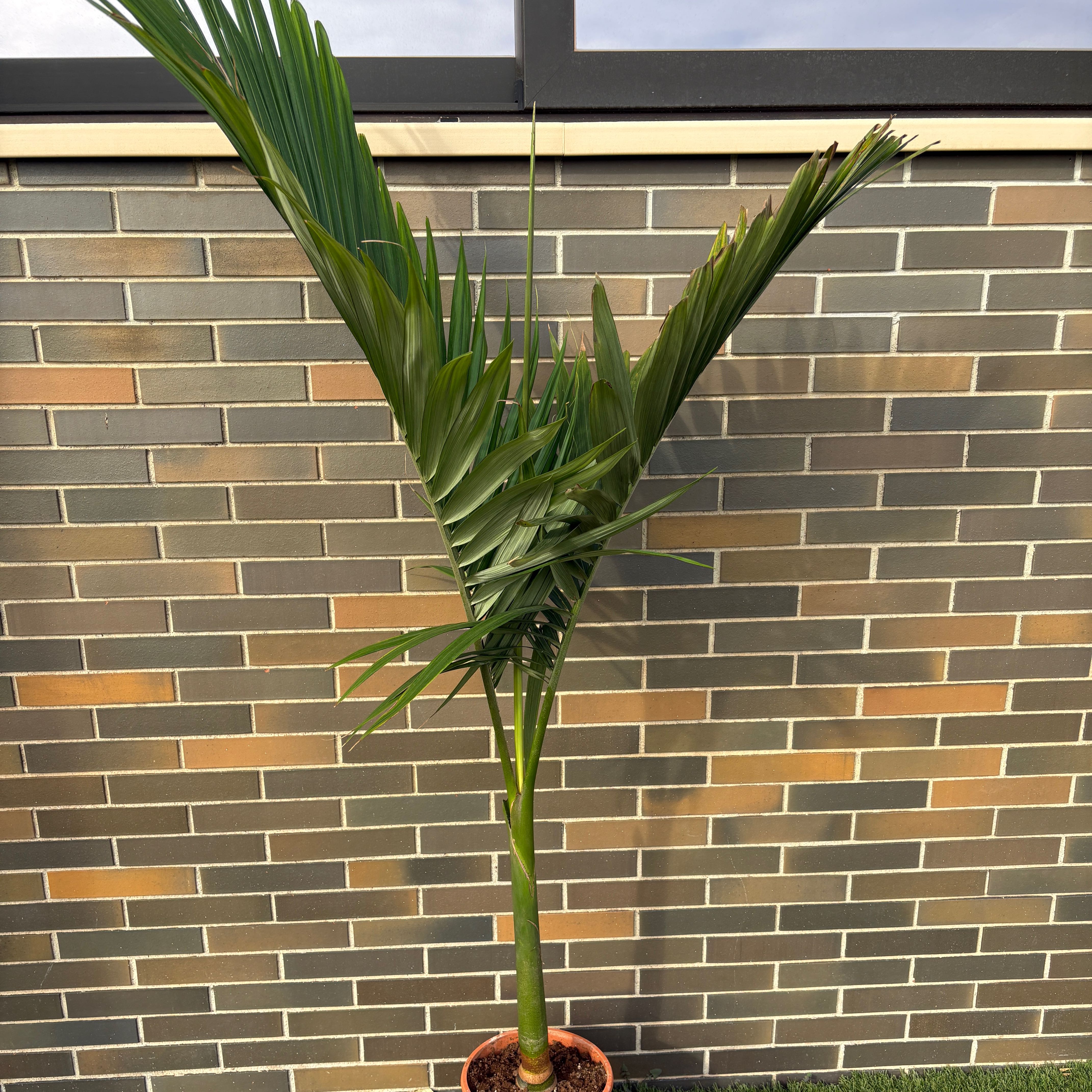 Photo of the plant species King Palm by @SuaveCanadalily named Sonora on Greg, the plant care app