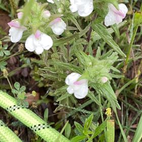 Photo of the plant species Engelmann's Sage by @CosmicArrowhead named Homer on Greg, the plant care app
