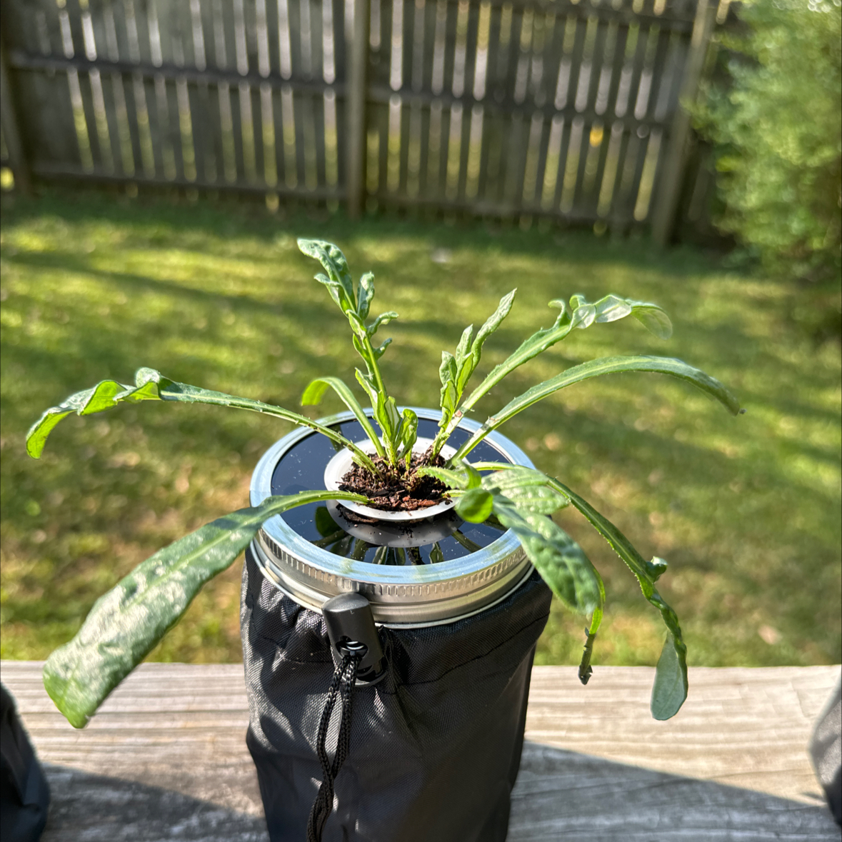 Photo of the plant species Treasure Flower by @SoundlyVaccaria named Khaleesi on Greg, the plant care app