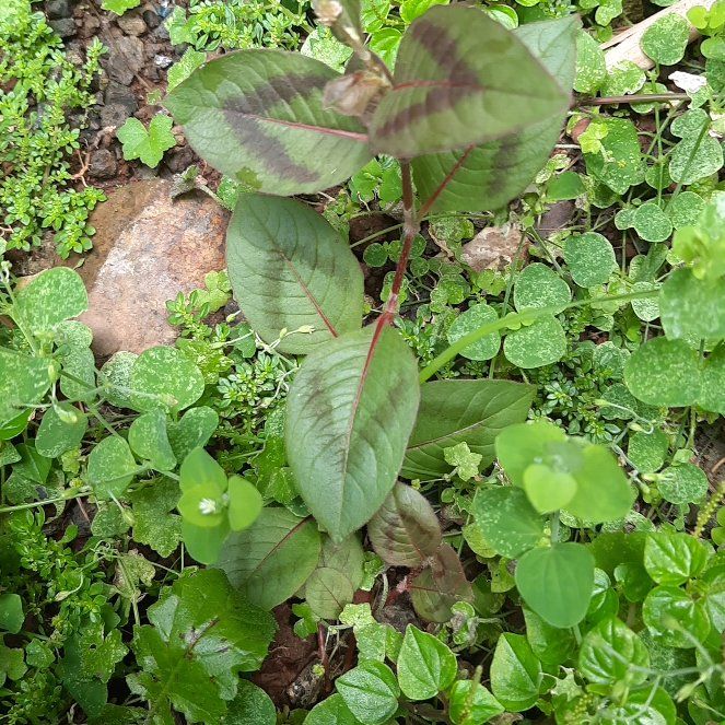 Photo of the plant species Pinkhead Smartweed by @StockyHawthorn named Fernie Mercury on Greg, the plant care app