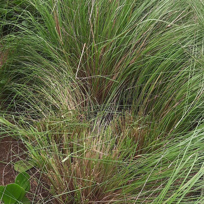 Photo of the plant species Muhly Grass by @StockyHawthorn named Nemo on Greg, the plant care app
