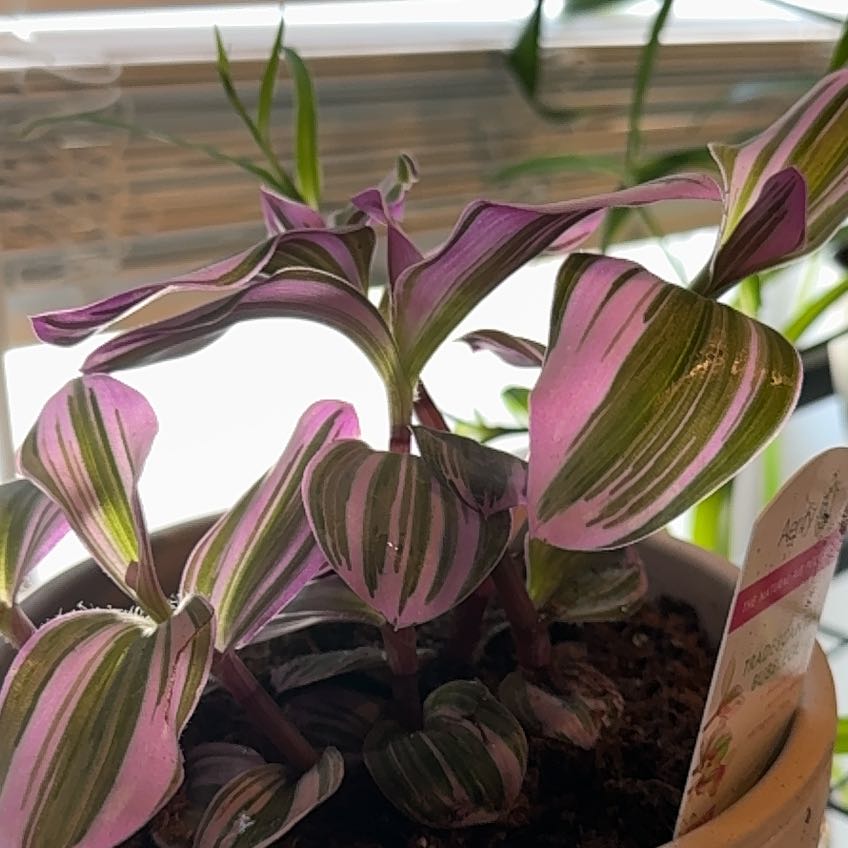 Photo of the plant species Tradescantia Bubblegum by @SpunkyVeilwort named Ronaldo on Greg, the plant care app