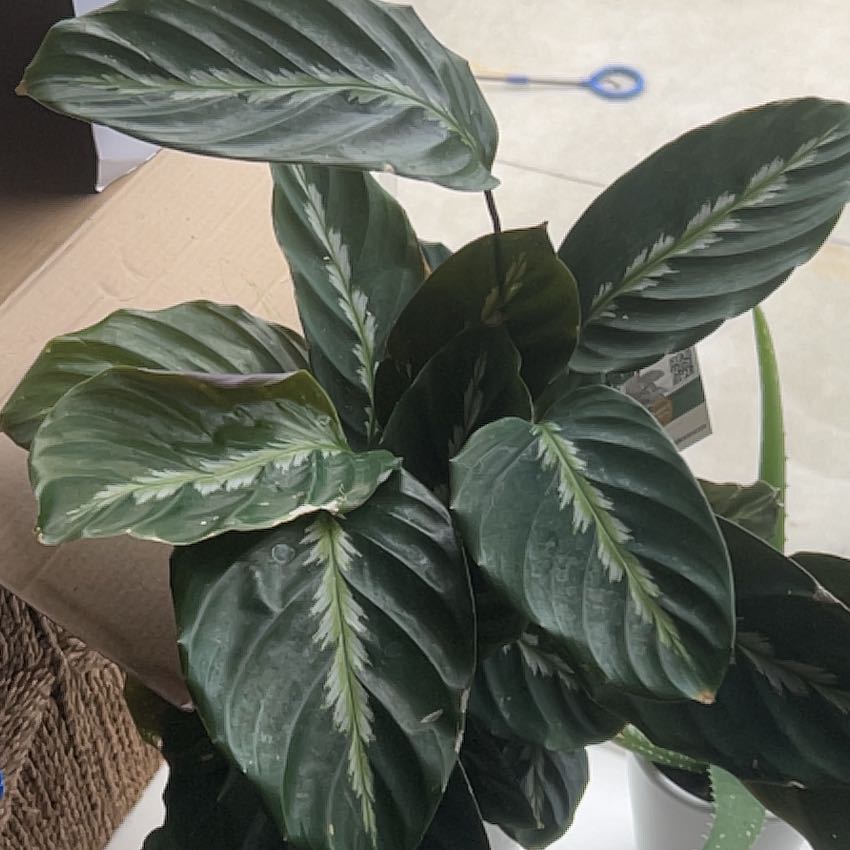 Photo of the plant species Feather Touch Calathea by @GenialTerranium named Leaf Erickson on Greg, the plant care app