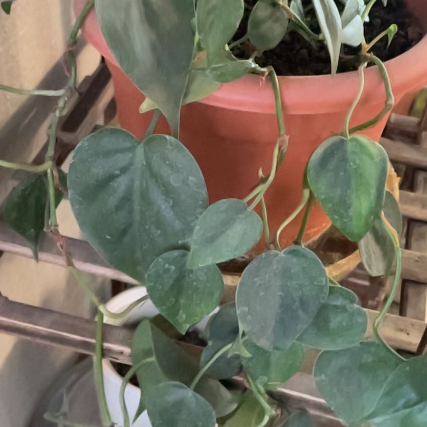 Tree Diddy | A plant by @PrimePrasium on Greg