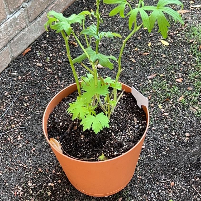 Potted Candle Larkspur plant with green leaves, soil visible.