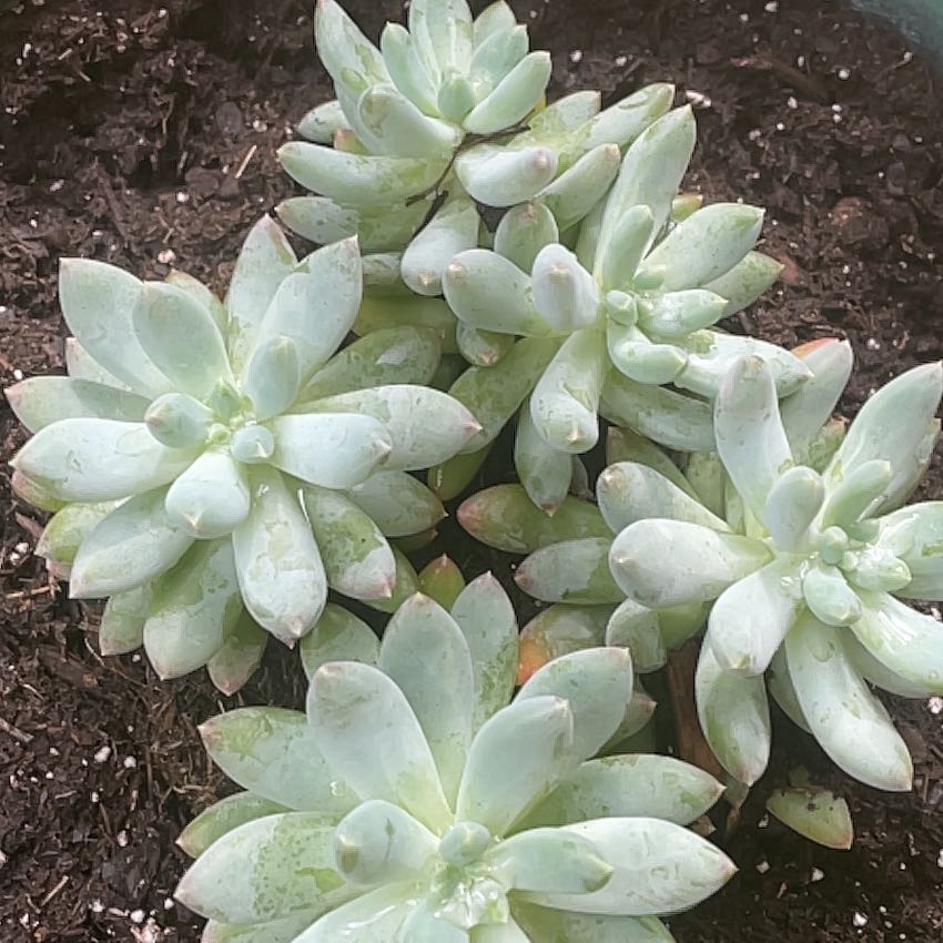 Cluster of Pachyphytum 'Starburst' succulents in well-draining soil.