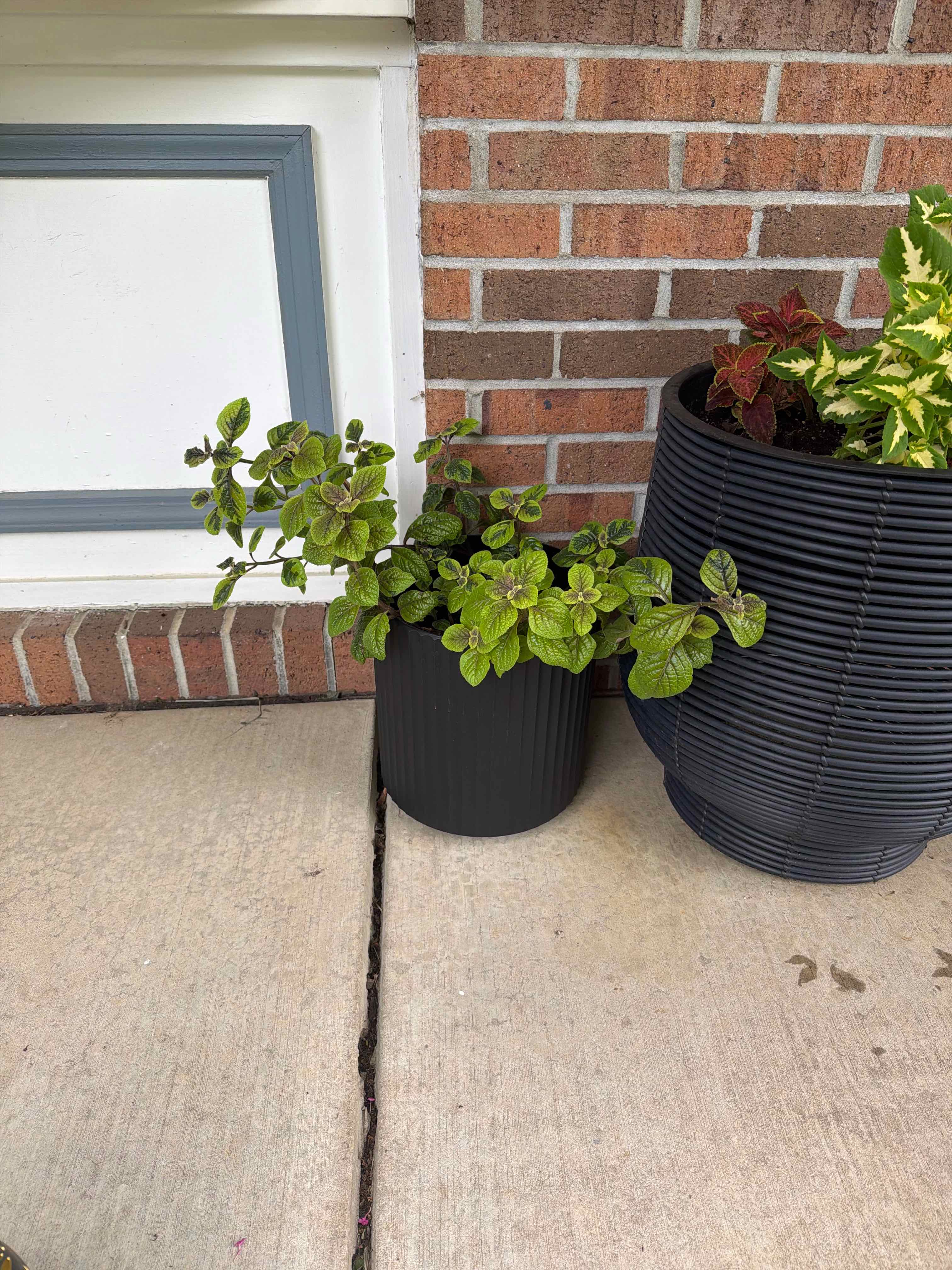 Photo of the plant species Swedish Ivy by @NewbieHZ named Sweet Ivy on Greg, the plant care app
