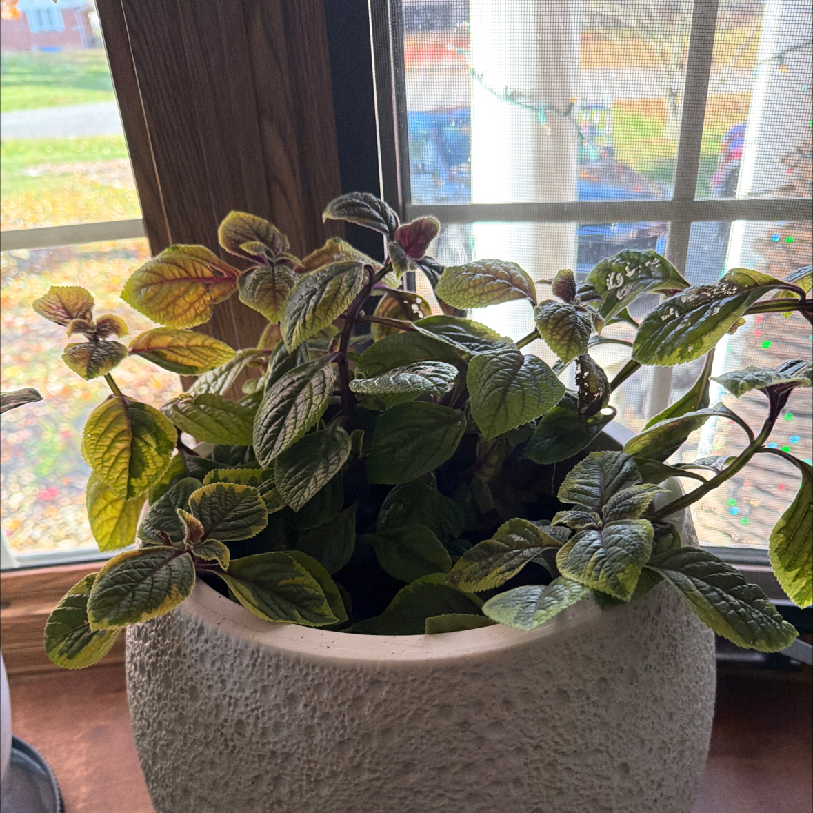 Photo of the plant species Swedish Ivy by @NewbieHZ named Sweet Ivy on Greg, the plant care app