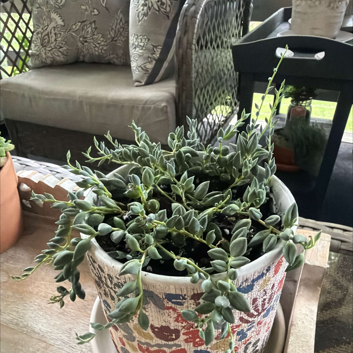 Photo of the plant species Raindrops by @NewbieHZ named Rainier on Greg, the plant care app