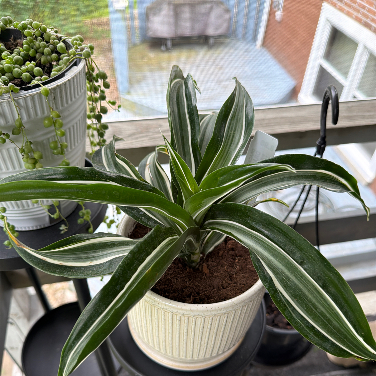 Photo of the plant species White Jewel Dracaena by @NewbieHZ named Jewels on Greg, the plant care app