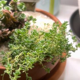 Photo of the plant species English Stonecrop by @NewbieHZ named Stoney on Greg, the plant care app