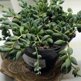 Photo of the plant species Raindrops by @NewbieHZ named Rainier on Greg, the plant care app