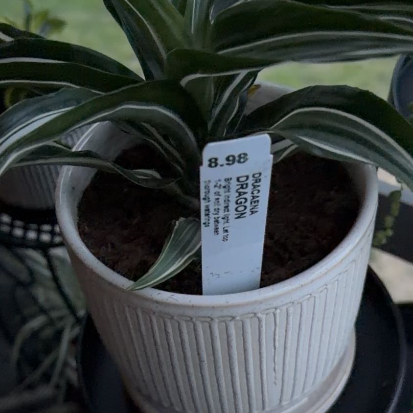 Photo of the plant species White Jewel Dracaena by @NewbieHZ named Jewels on Greg, the plant care app