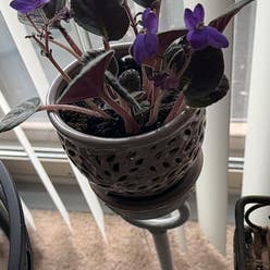 Kenyan Violet plant