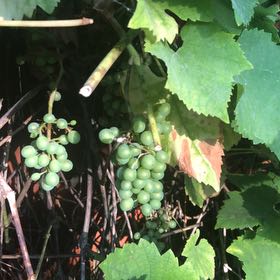 Photo of the plant species Wine Grape by @ChampCamellia named Baesil on Greg, the plant care app