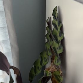 Photo of the plant species rattle snake plant by @Brandonsplants named Wall-E on Greg, the plant care app