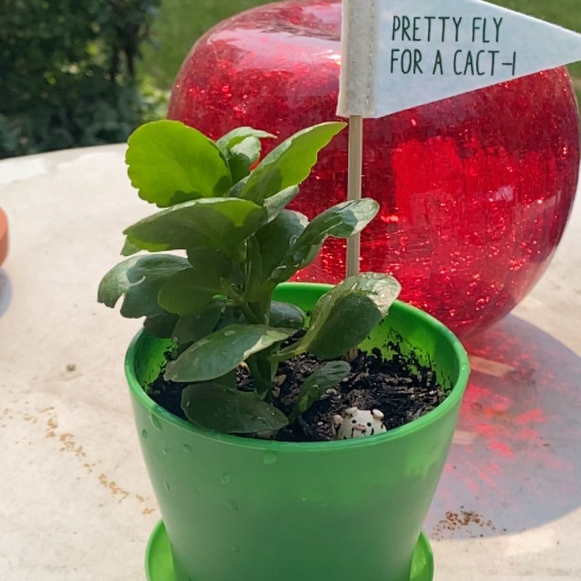 Photo of the plant species Kalanchoe by @RefinedPomelo named Emerson on Greg, the plant care app