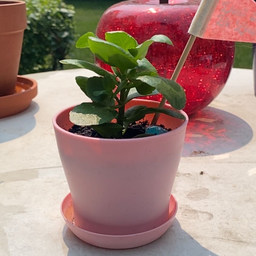 Photo of the plant species Kalanchoe by @RefinedPomelo named Miley on Greg, the plant care app