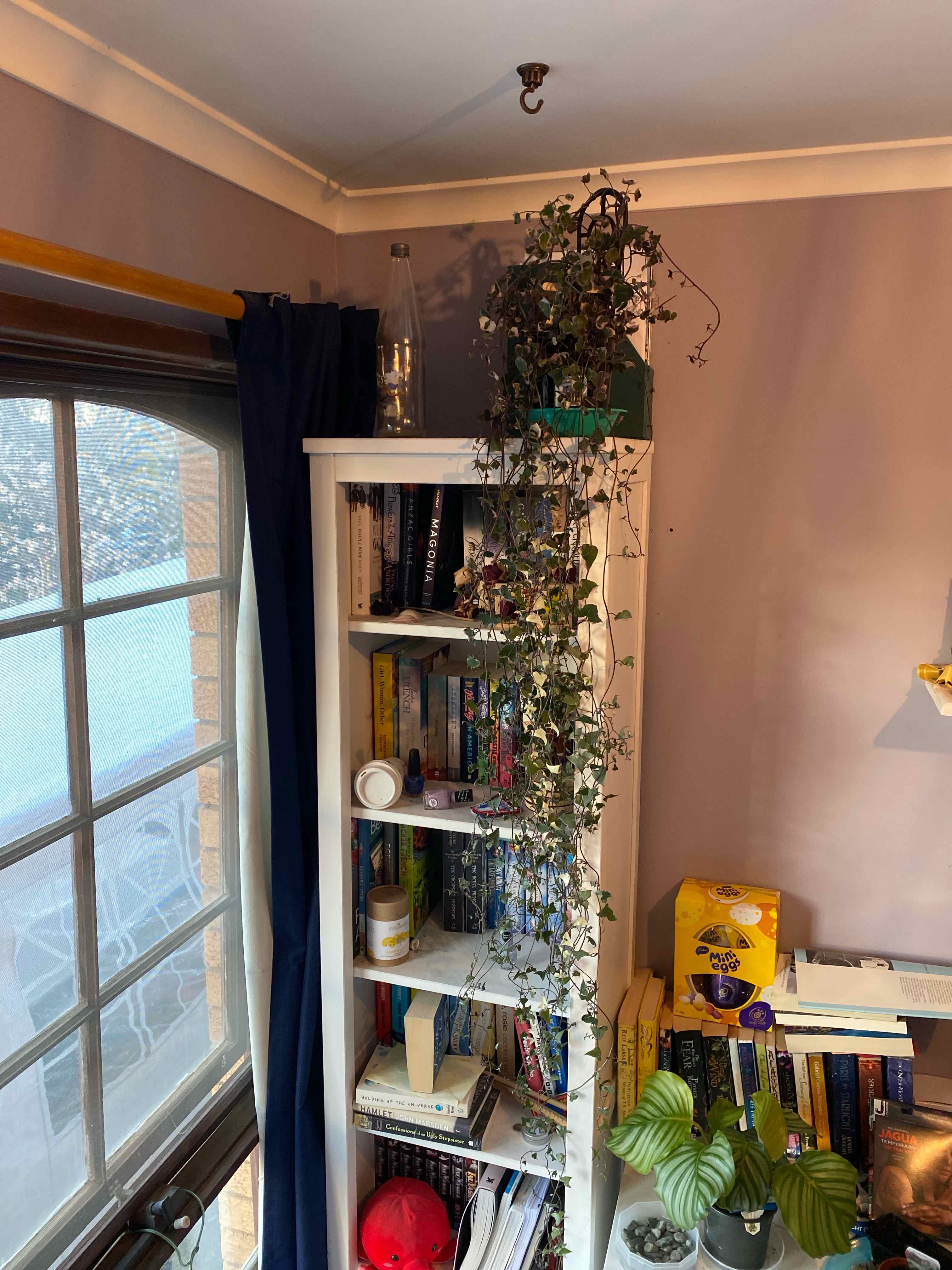 Variegated Wax Ivy plant on top of a bookshelf in a well-lit room.