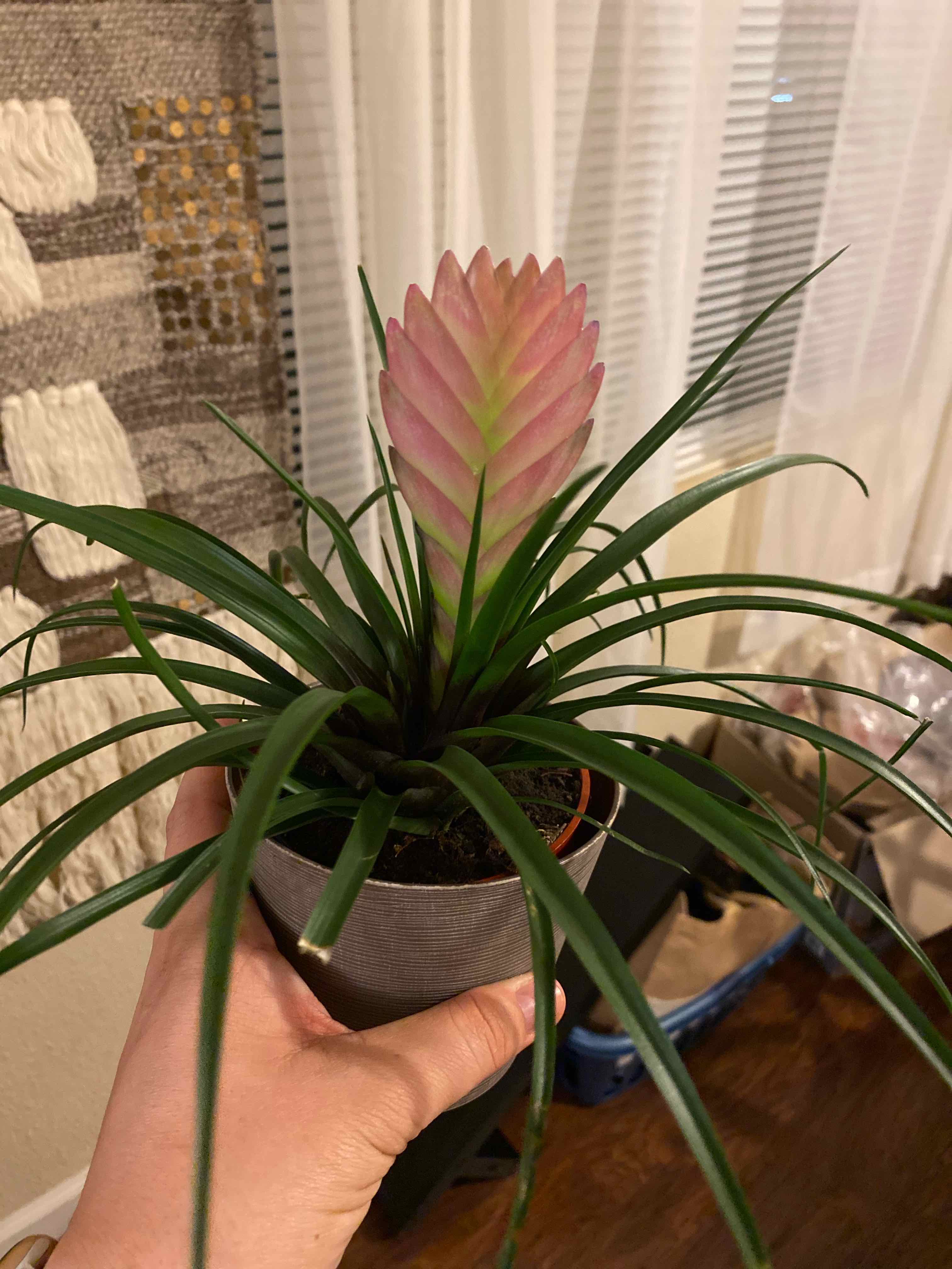 Pink Quill Plant (Tillandsia cyanea) held by a hand, showing vibrant green leaves and a pink bract.