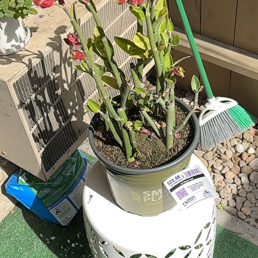 Photo of the plant species Tall Slipper Plant by @YummySunbright named Stella on Greg, the plant care app