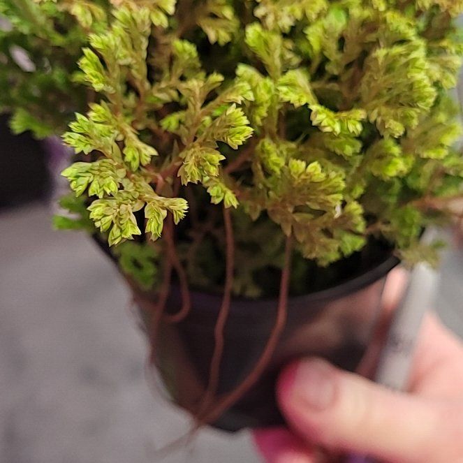 Photo of the plant species Avatar Spike Moss by @AceSmoothoxeye named Maya on Greg, the plant care app