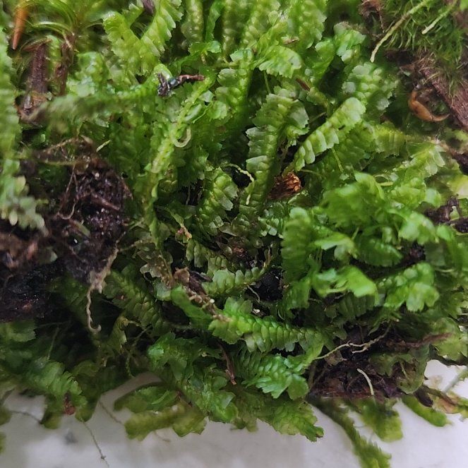 Photo of the plant species Greater Whipwort by @AceSmoothoxeye named Clooney on Greg, the plant care app