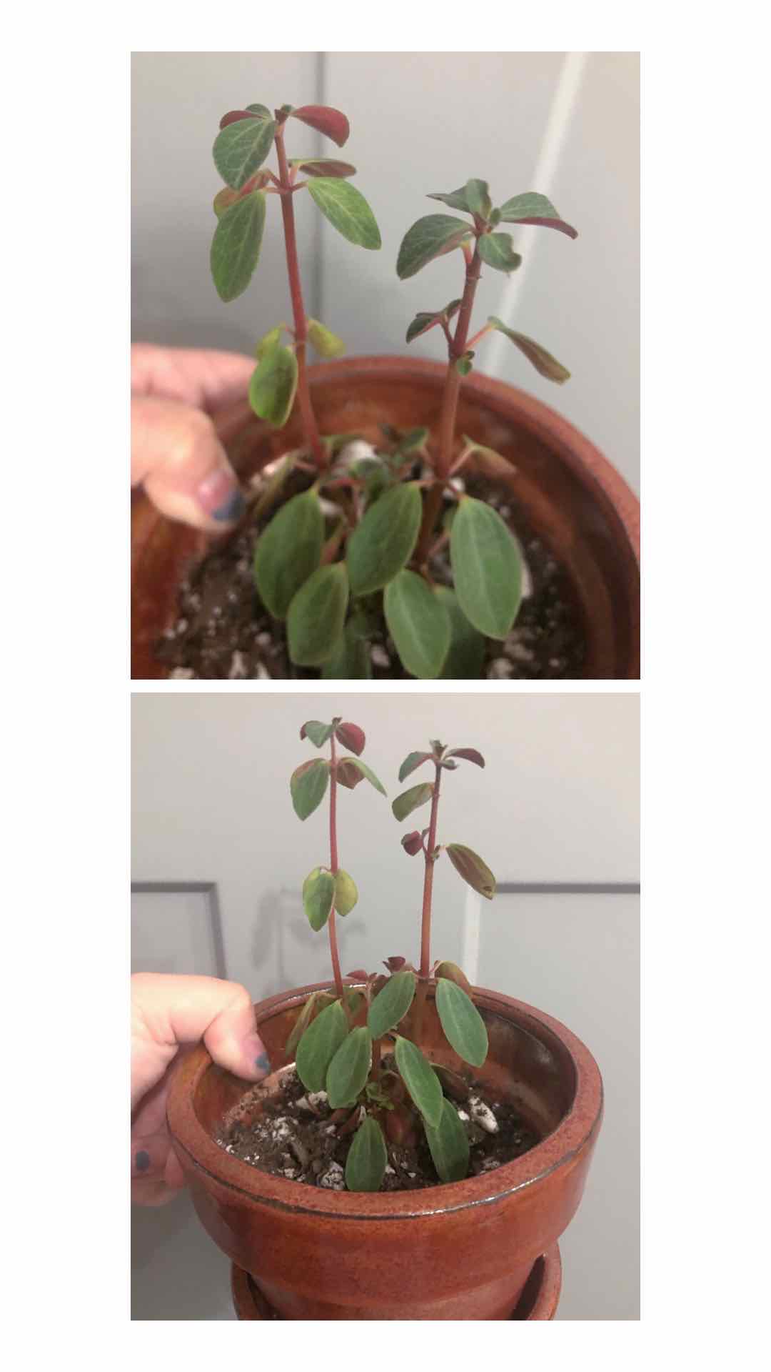 Radiator Plant in a terracotta pot with some yellowing and browning leaves.