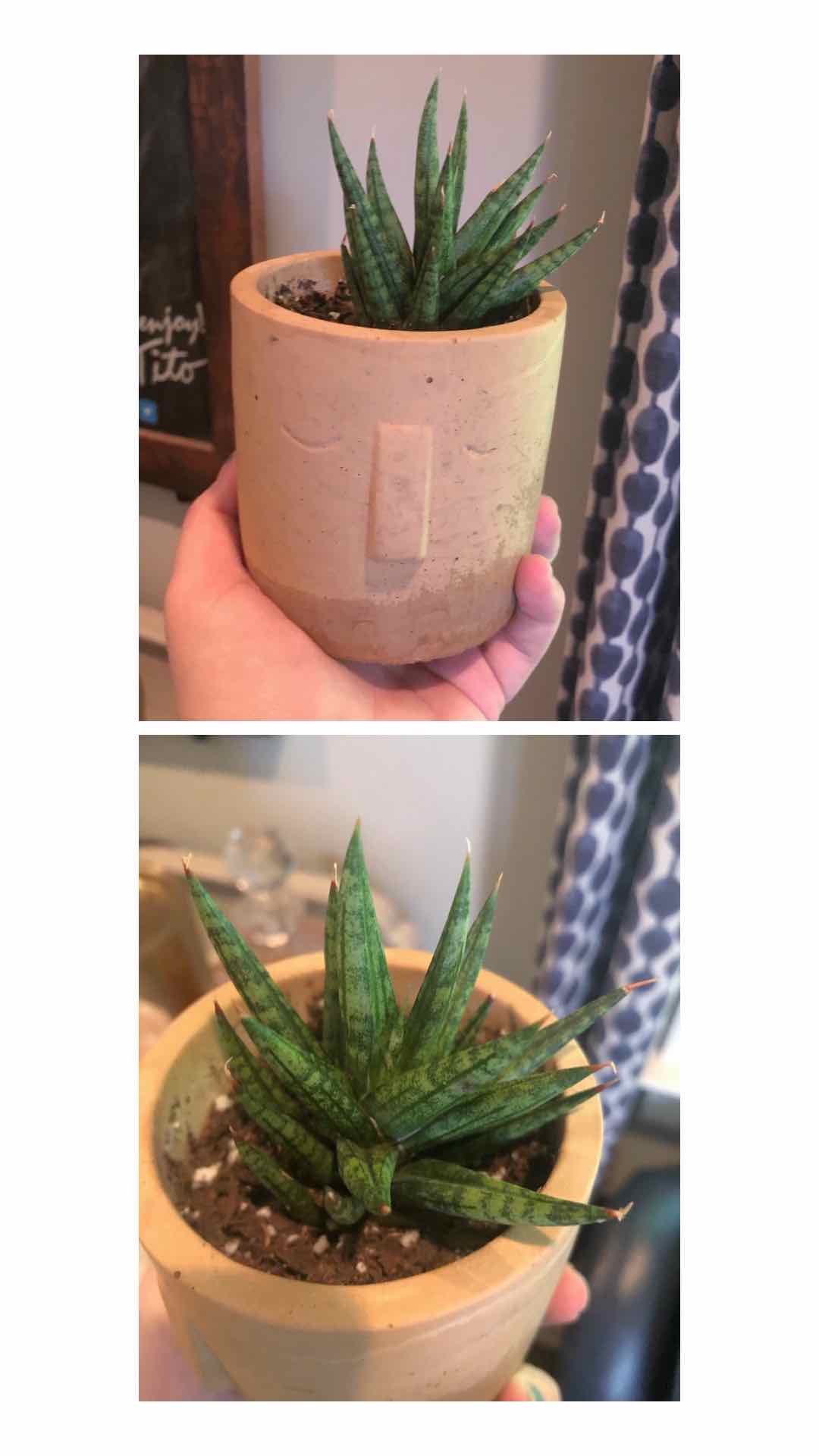 Best Potting Soil Mix for Sansevieria francisii