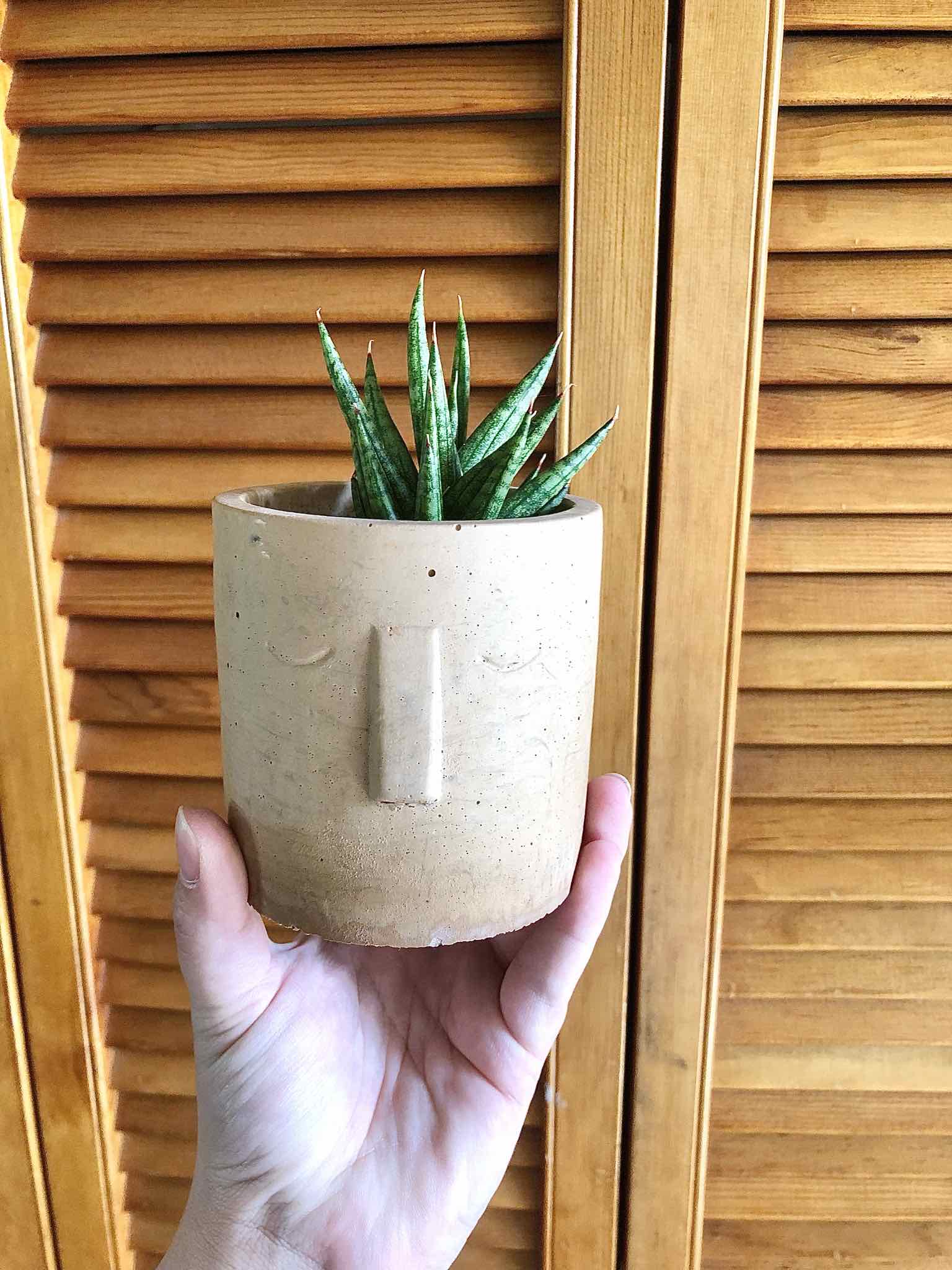 Sansevieria francisii plant in a small pot held by a hand, with wooden panels in the background.