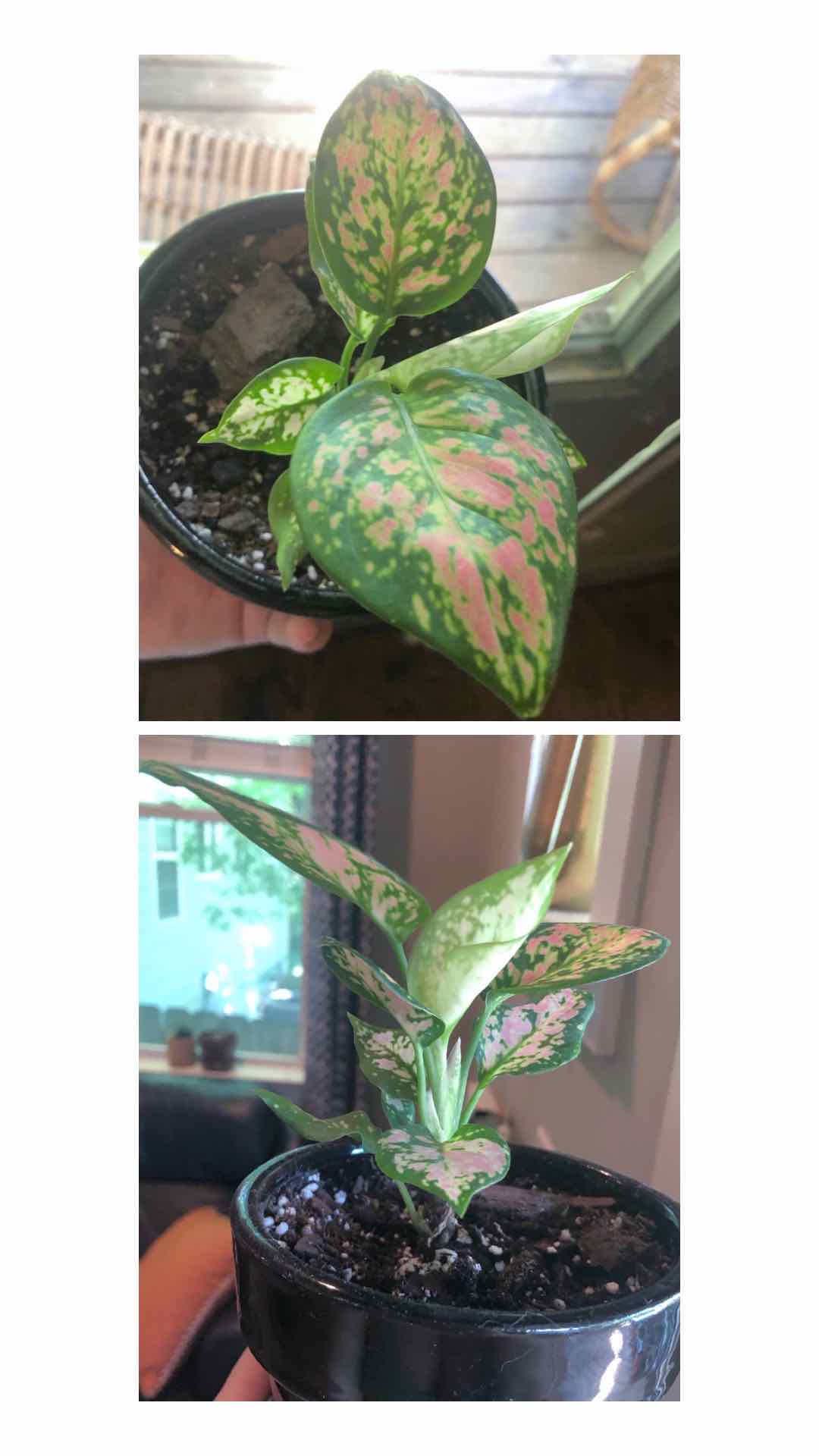 Chinese Evergreen 'Wishes' plant in a small pot with vibrant green and pink leaves.