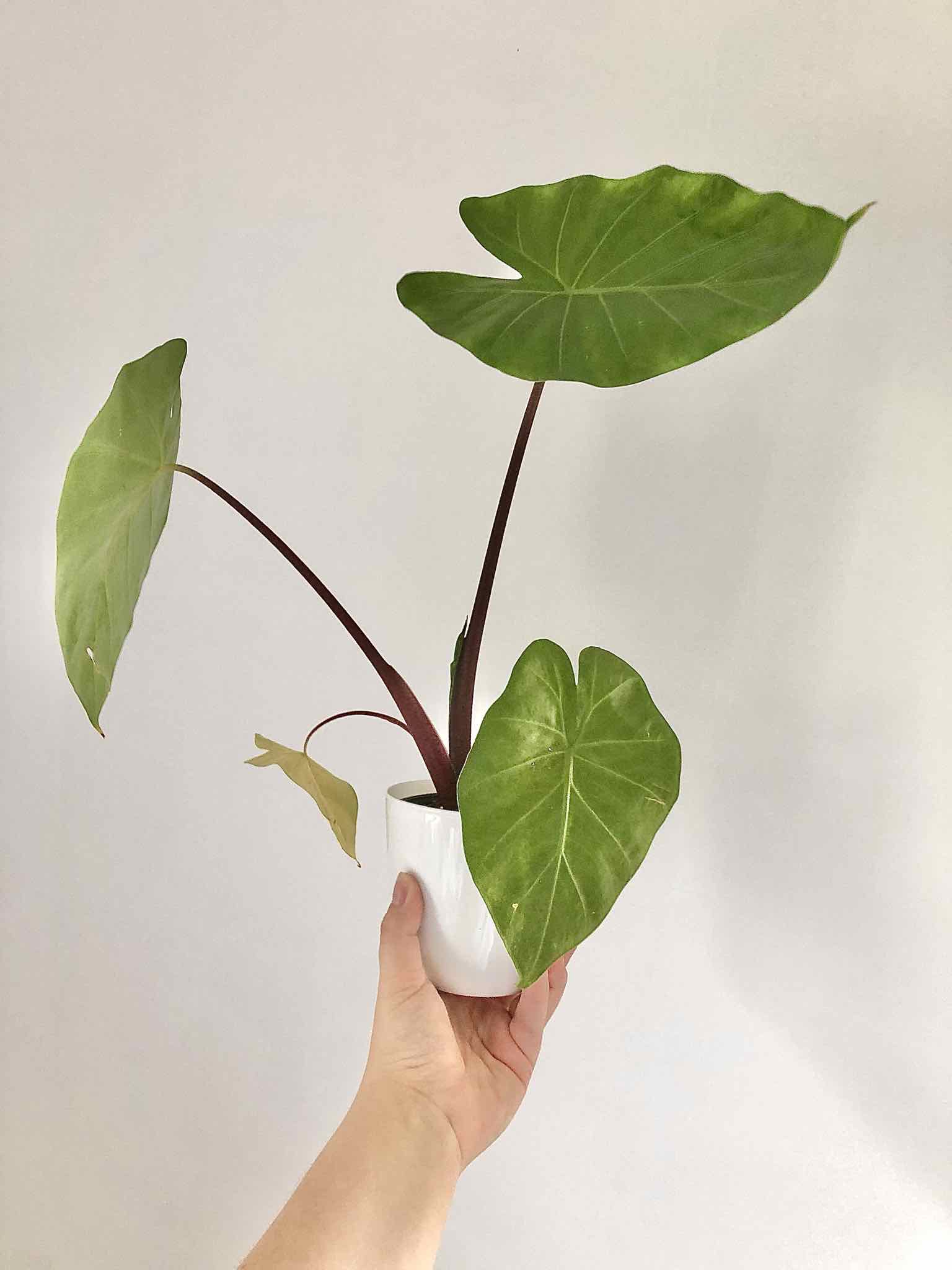 Alocasia 'Imperial Red' plant with three large leaves held in a white pot by a hand.