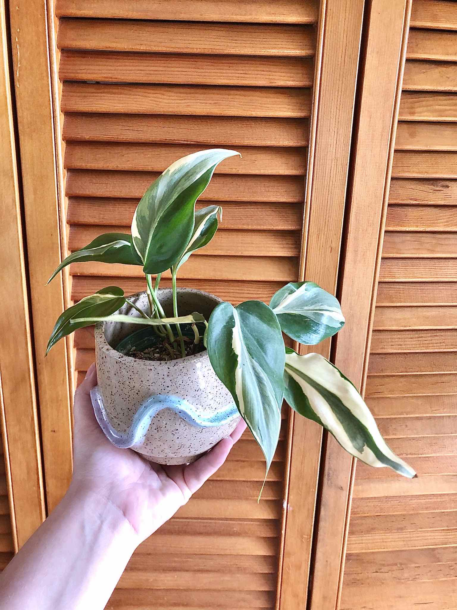 Philodendron 'Rio' plant in a pot held by a hand, showing healthy variegated leaves.