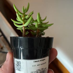 Photo of the plant species Crassula tetragona 'Mini Form' by @SparklyKamahi named Leaf Erickson on Greg, the plant care app