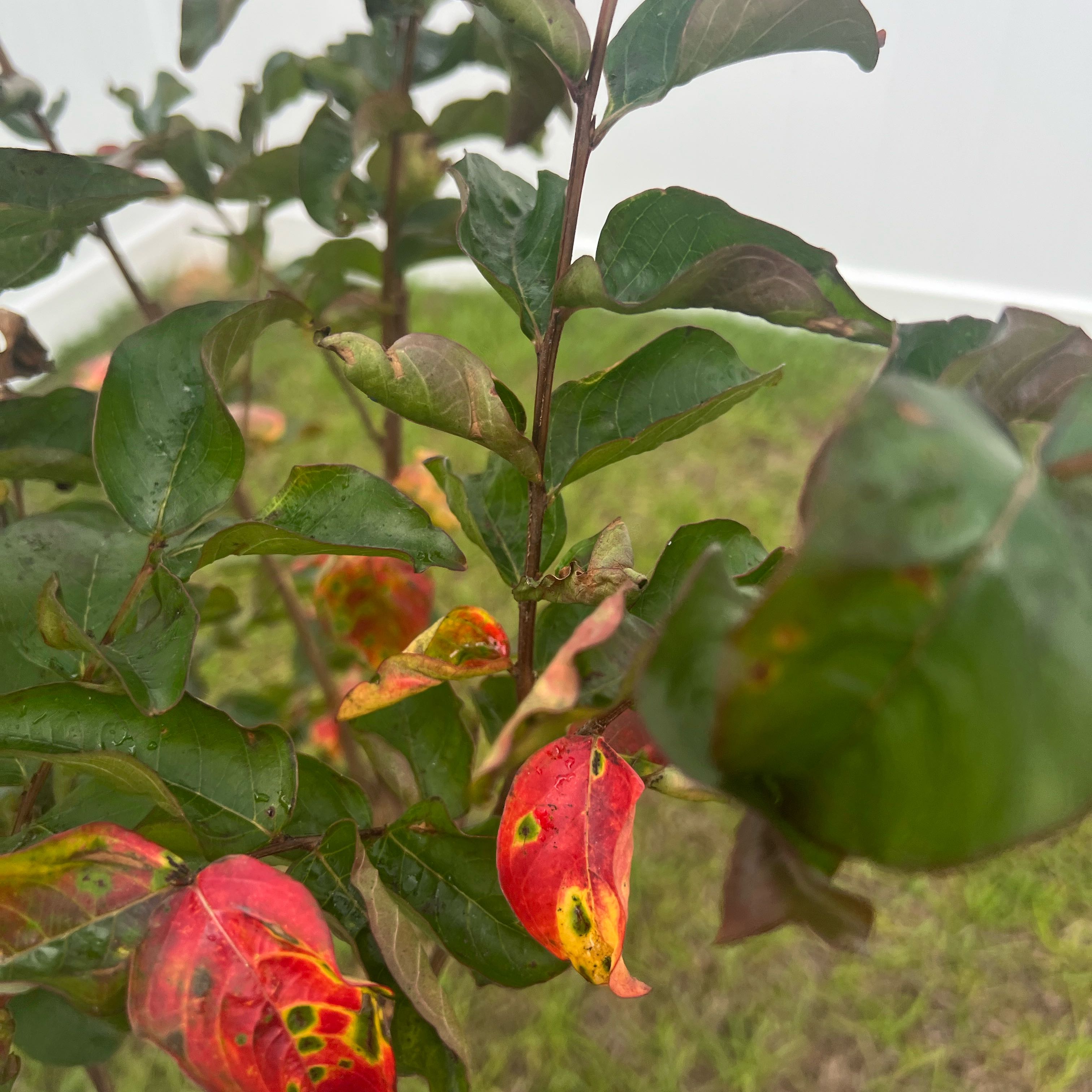 Photo of the plant species Lunar Magic Crape Myrtle by @CredibleLovage named Bieber on Greg, the plant care app