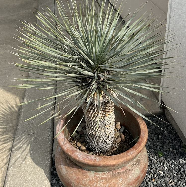 Photo of the plant species Beaked Yucca by @FreshKawaka named Kylie on Greg, the plant care app