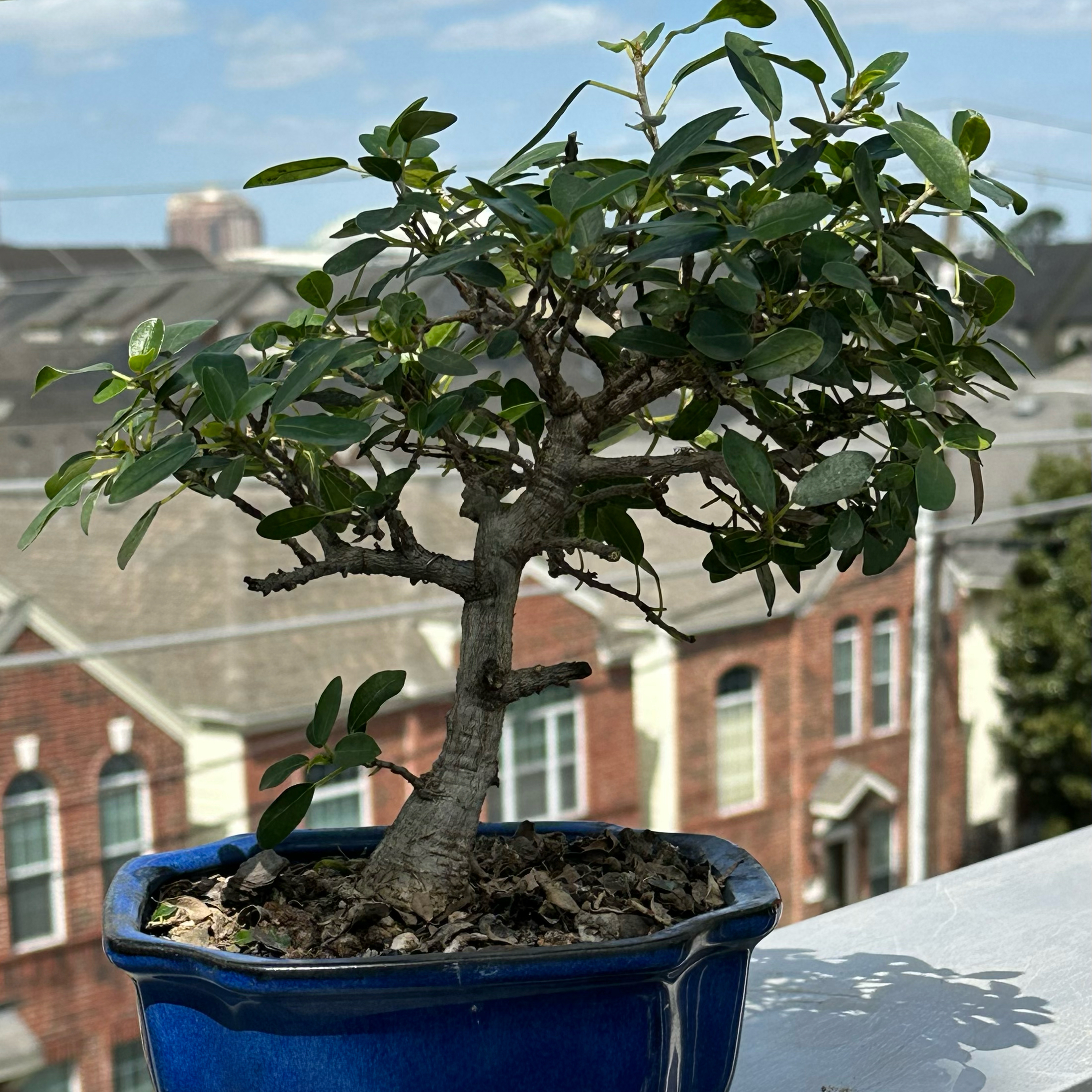 Photo of the plant species South African Fig by @FreshKawaka named Burtt Davyi on Greg, the plant care app