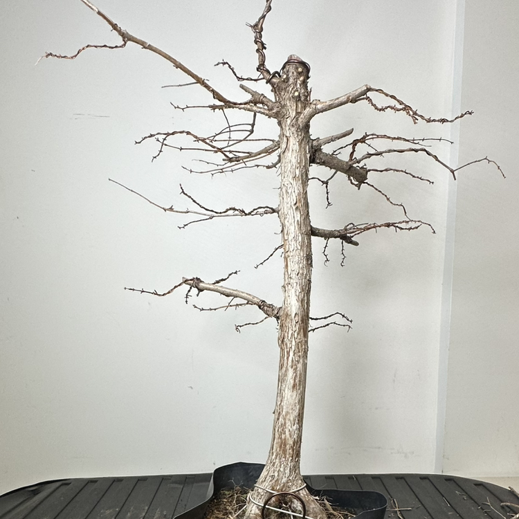 Photo of the plant species Bonsai Dawn Redwood by @FreshKawaka named Pax on Greg, the plant care app