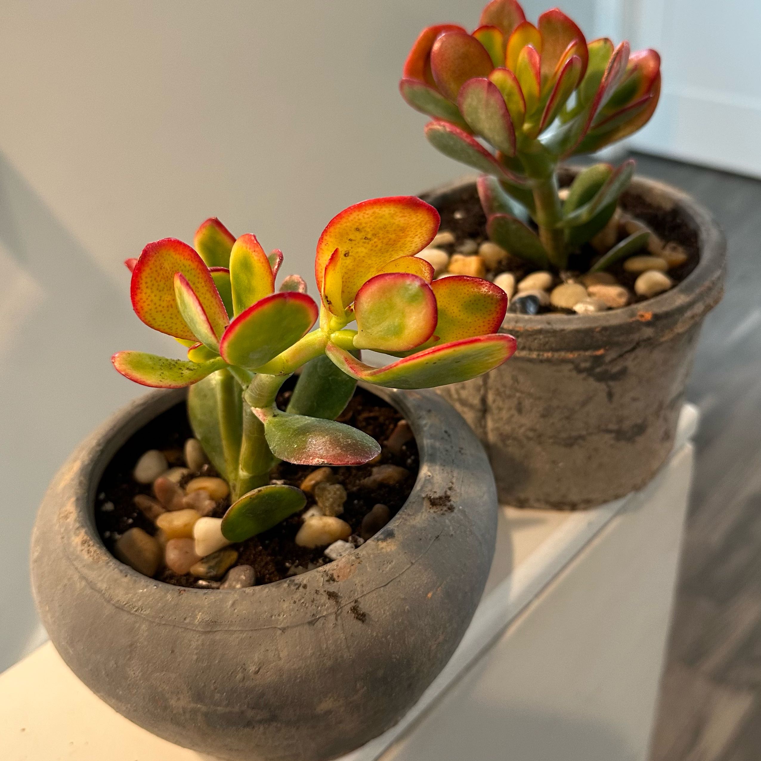 Two potted Golden Jade plants with some yellowing and browning leaves, well-framed and in focus.
