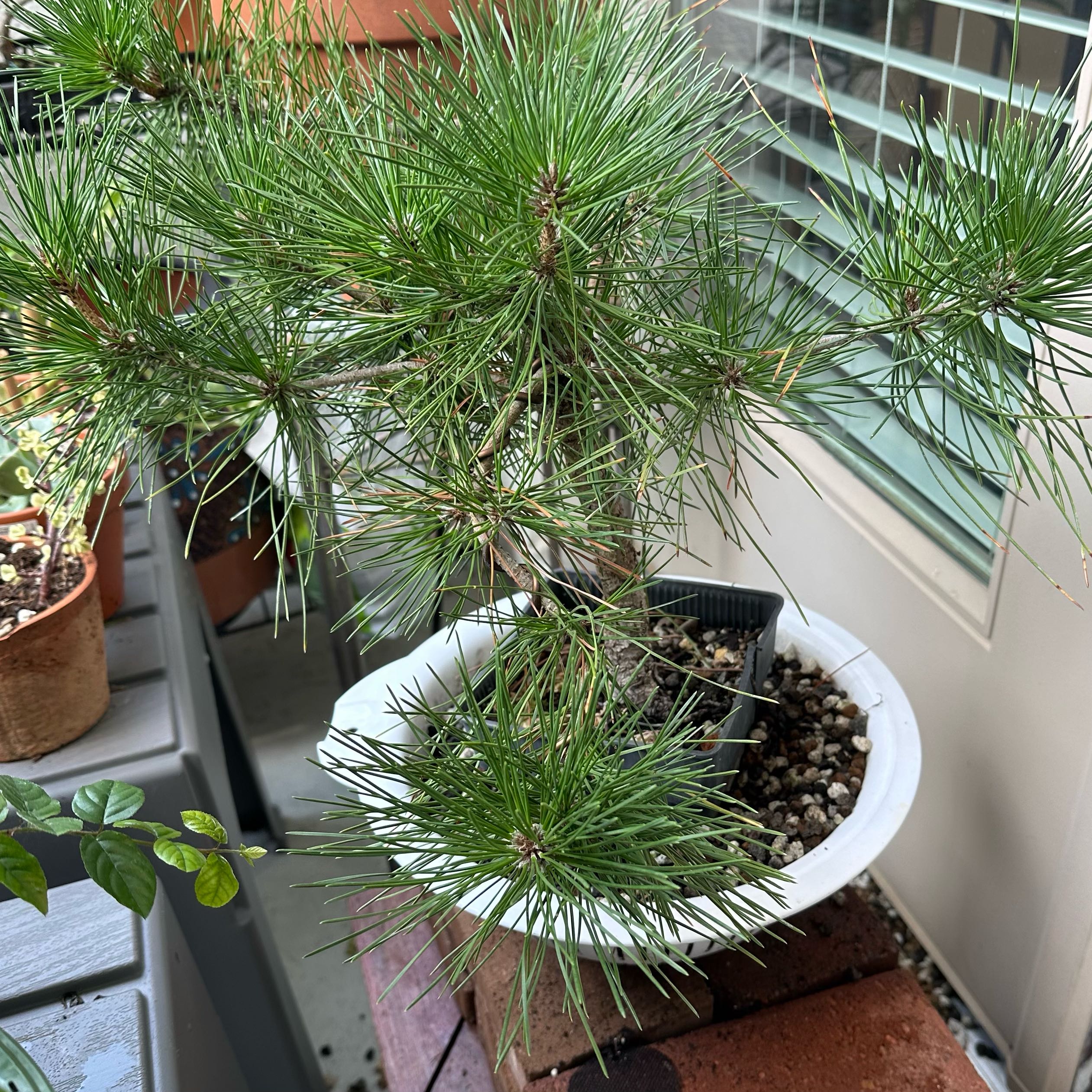 Japanese black pine in a white pot with visible soil, healthy green needles.