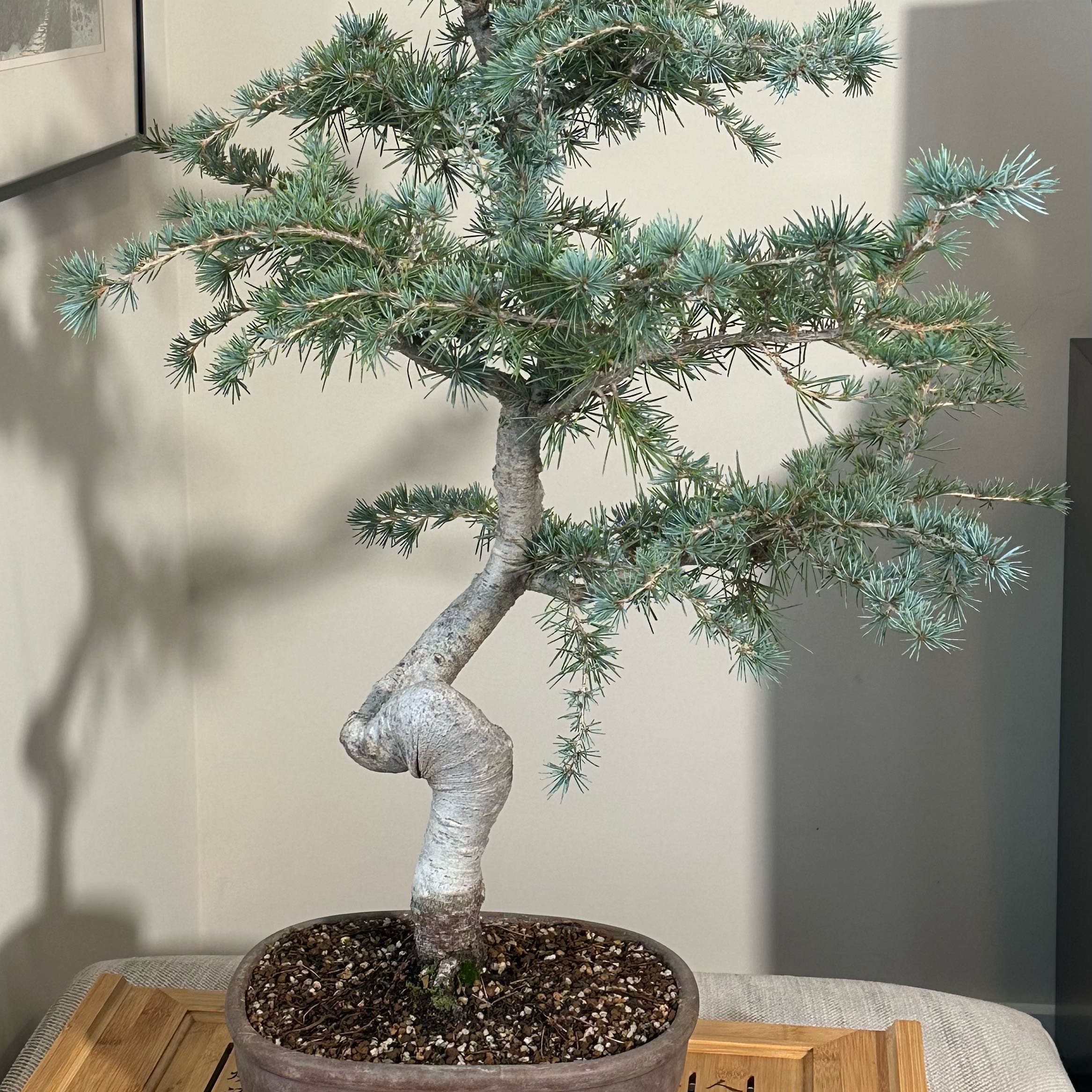 Photo of the plant species Blue Atlas Cedar by @FreshKawaka named Robert Plant on Greg, the plant care app
