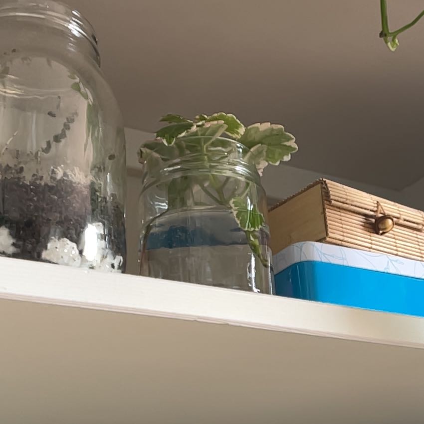 Photo of the plant species White-Edged Swedish Ivy by @GivingBeech named Kesha on Greg, the plant care app