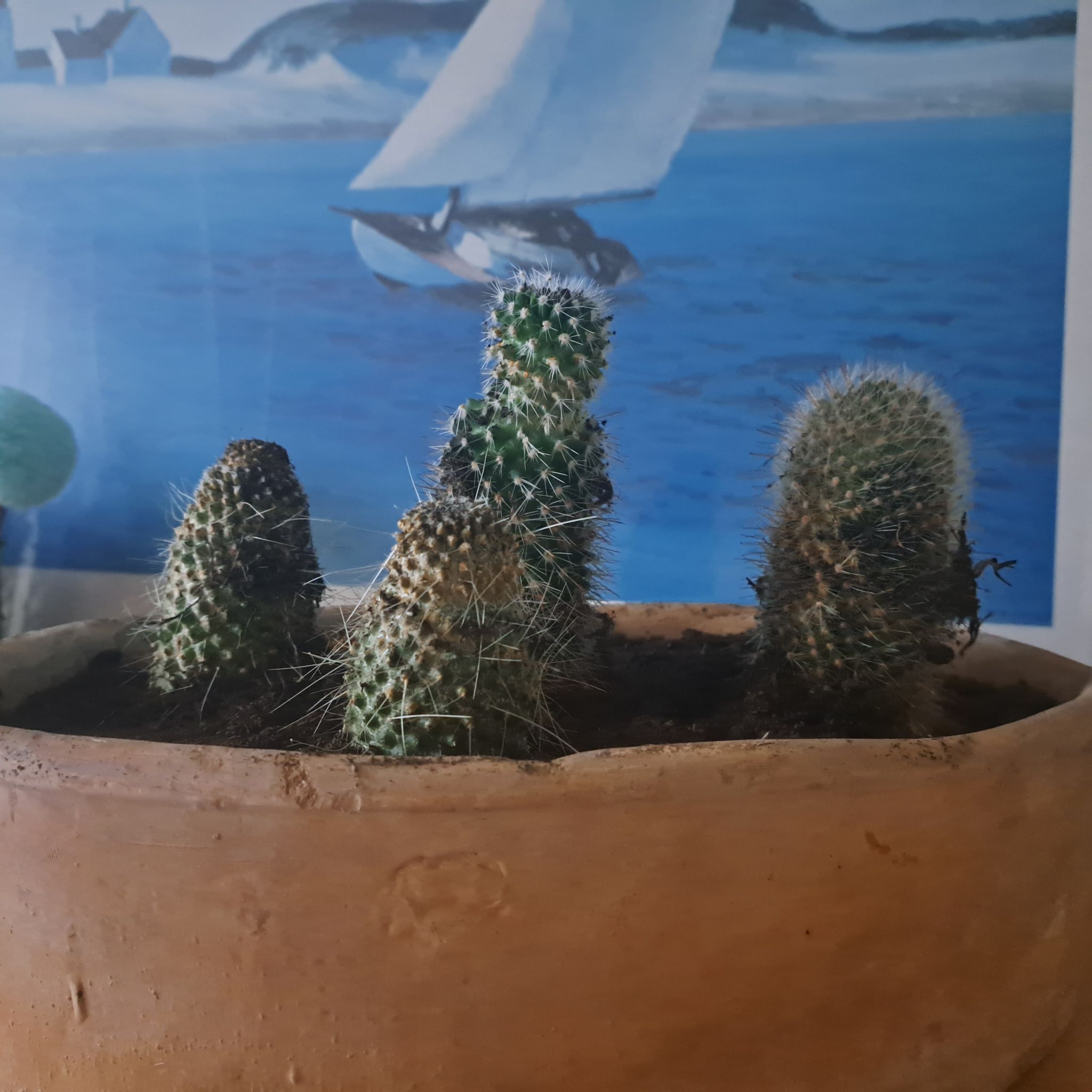 Potted Thumb Cactus with multiple stems in a ceramic pot, background includes a sailboat painting.