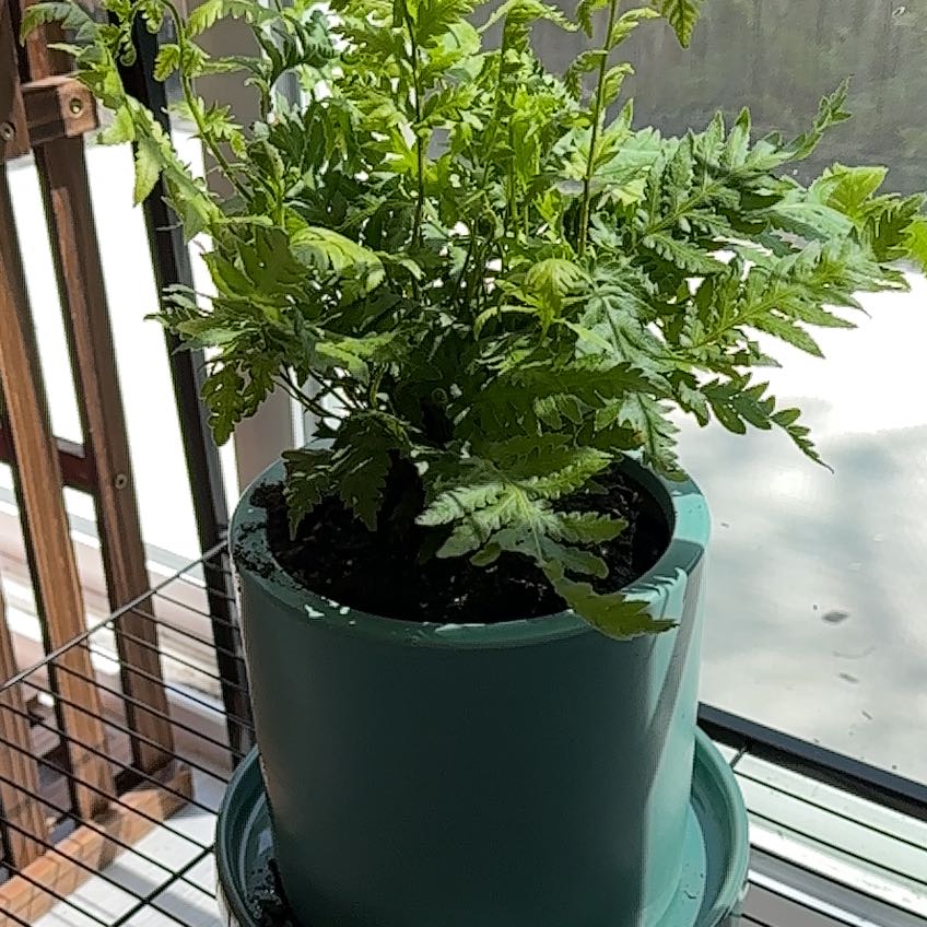 Photo of the plant species Giant Chainfern by @LitheGerbera named Bosque on Greg, the plant care app