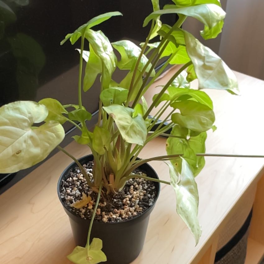 Photo of the plant species Syngonium 'Moonshine' by @ExactWolfsmilk named Moonshine on Greg, the plant care app