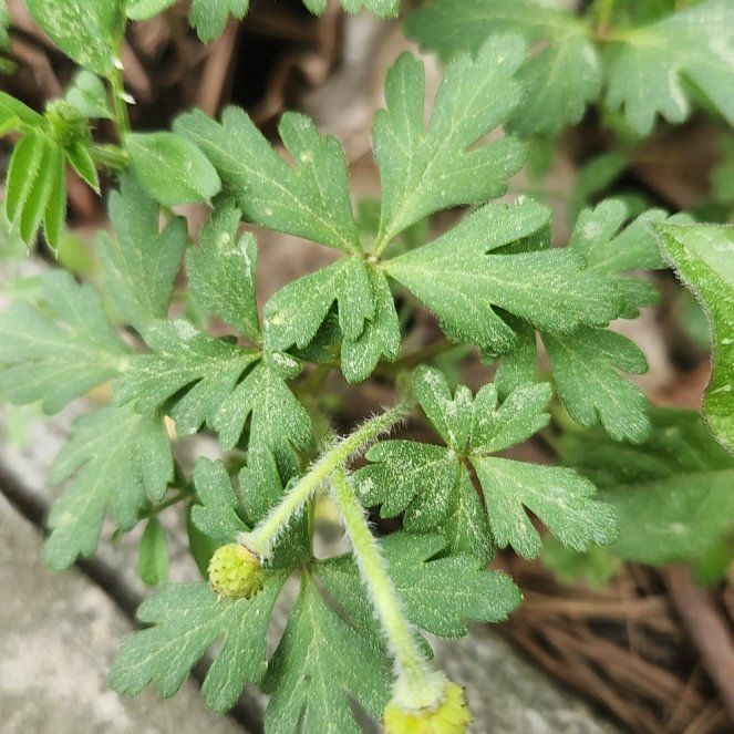 Photo of the plant species Greek Thimbleweed by @ShinyChamisa named McKinley on Greg, the plant care app