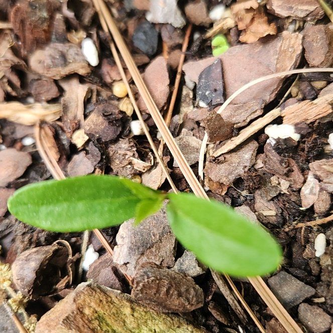 Photo of the plant species Carolina Springbeauty by @ShinyChamisa named Lavender on Greg, the plant care app